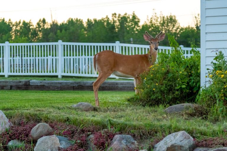 Best Ways How to Get Rid of Deer Poop in Yard