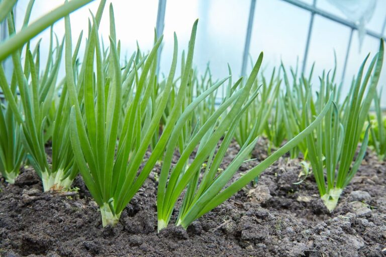 23 Onion Plant Growth Stages From Planting the Seed